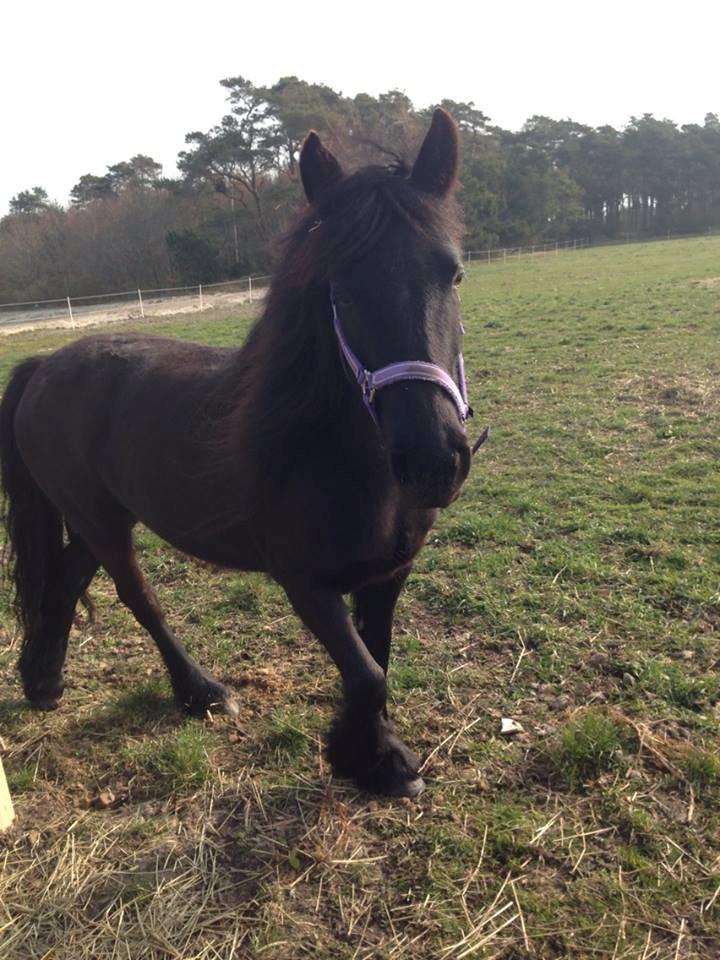 Fell pony Ellegaards Donna billede 13