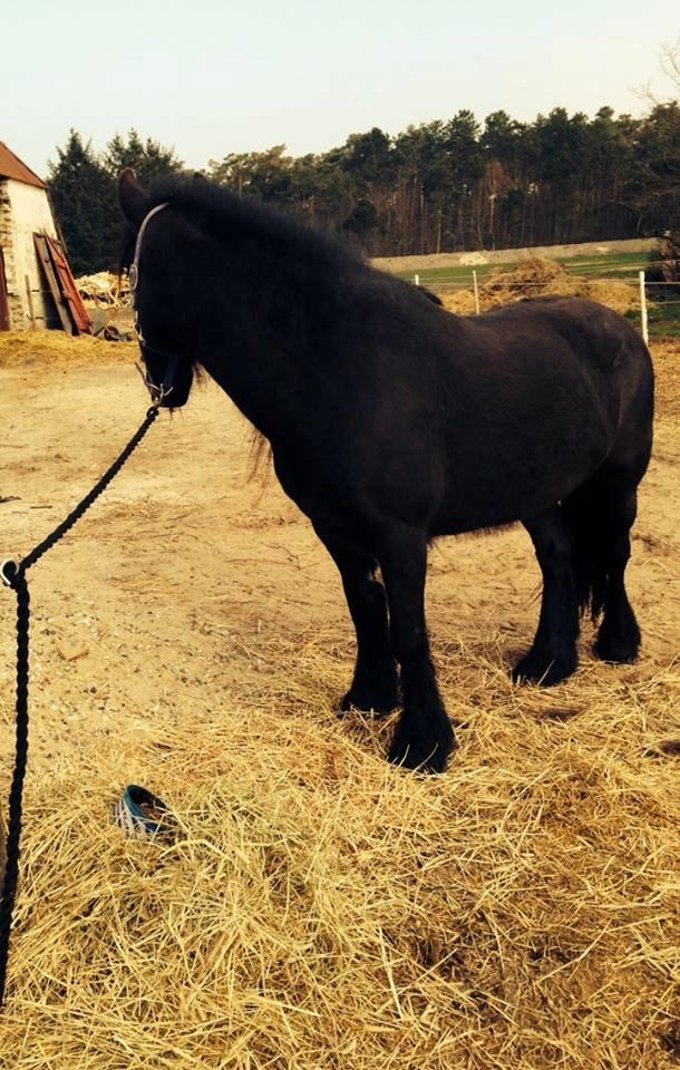 Fell pony Ellegaards Donna billede 14