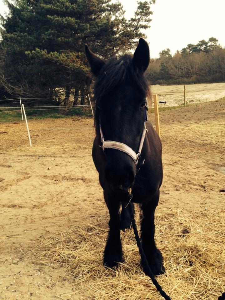 Fell pony Ellegaards Donna billede 15