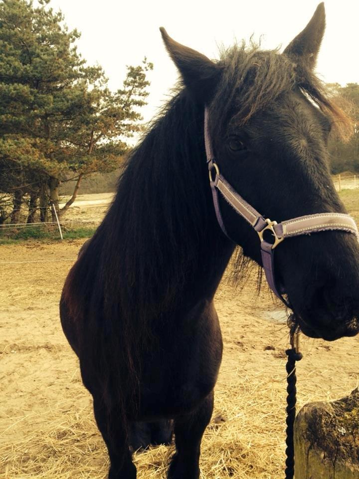 Fell pony Ellegaards Donna billede 16