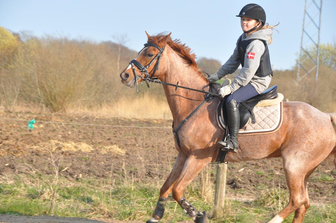 DSP Ll. sludekildes Faust billede 8