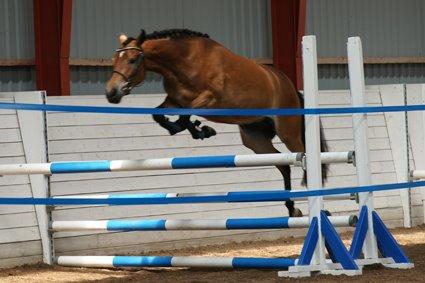 New Forest Gaia Hippios - DSP kåring billede 12