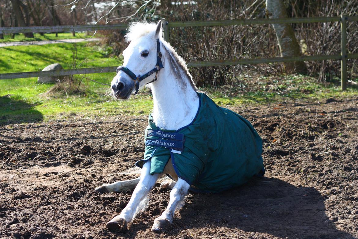 New Forest Øxenborg's Papagena billede 7