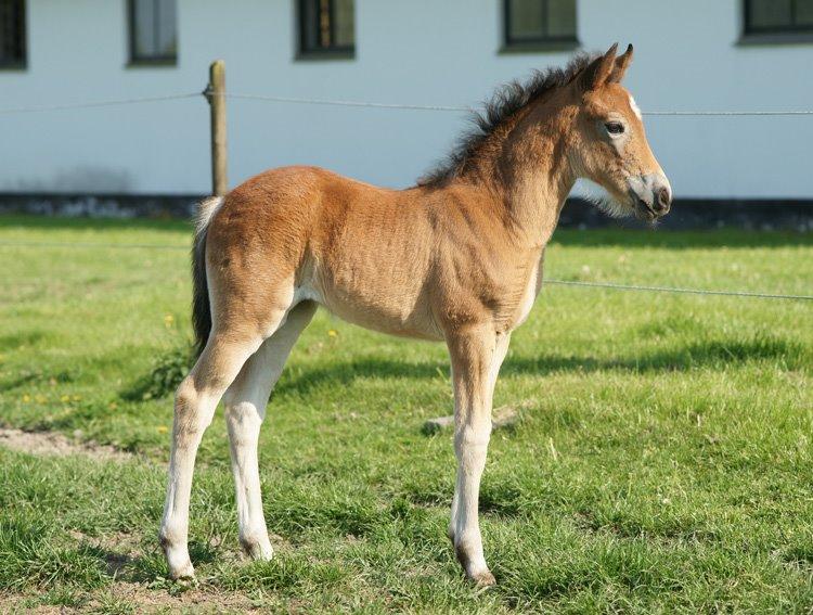 New Forest Gaia Hippios - Gaia som føl billede 8