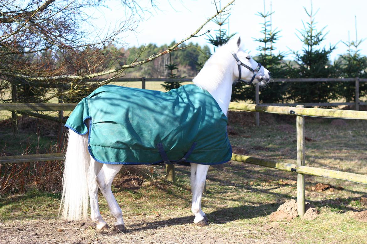 New Forest Øxenborg's Papagena billede 16
