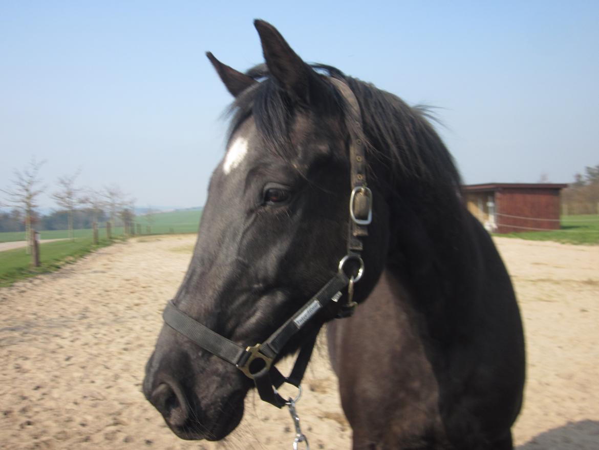 Dansk Varmblod Eleganz RDH - 30-03-2014 billede 12