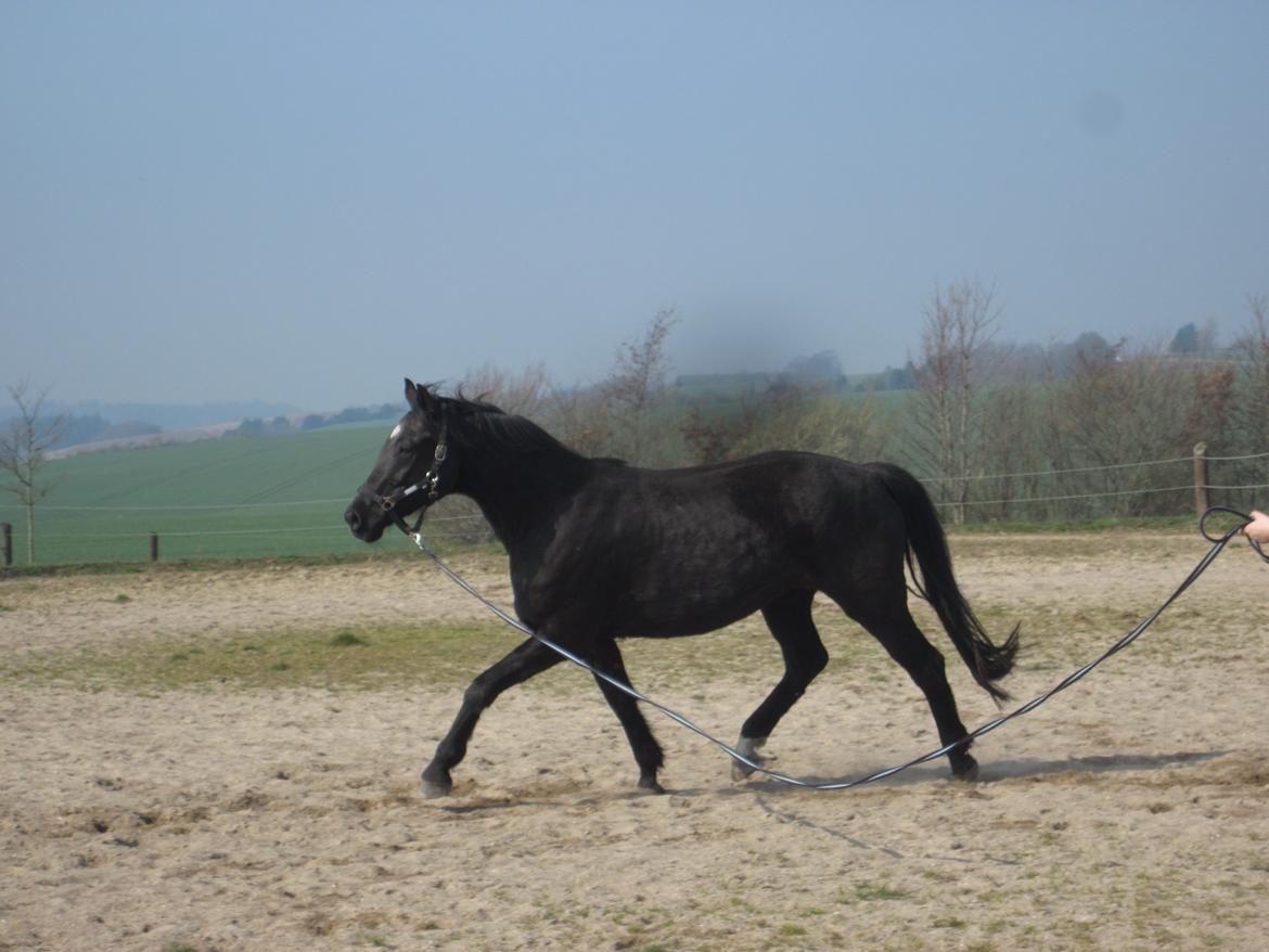 Dansk Varmblod Eleganz RDH - 30-03-2014, første gang vi har hende i longen billede 4