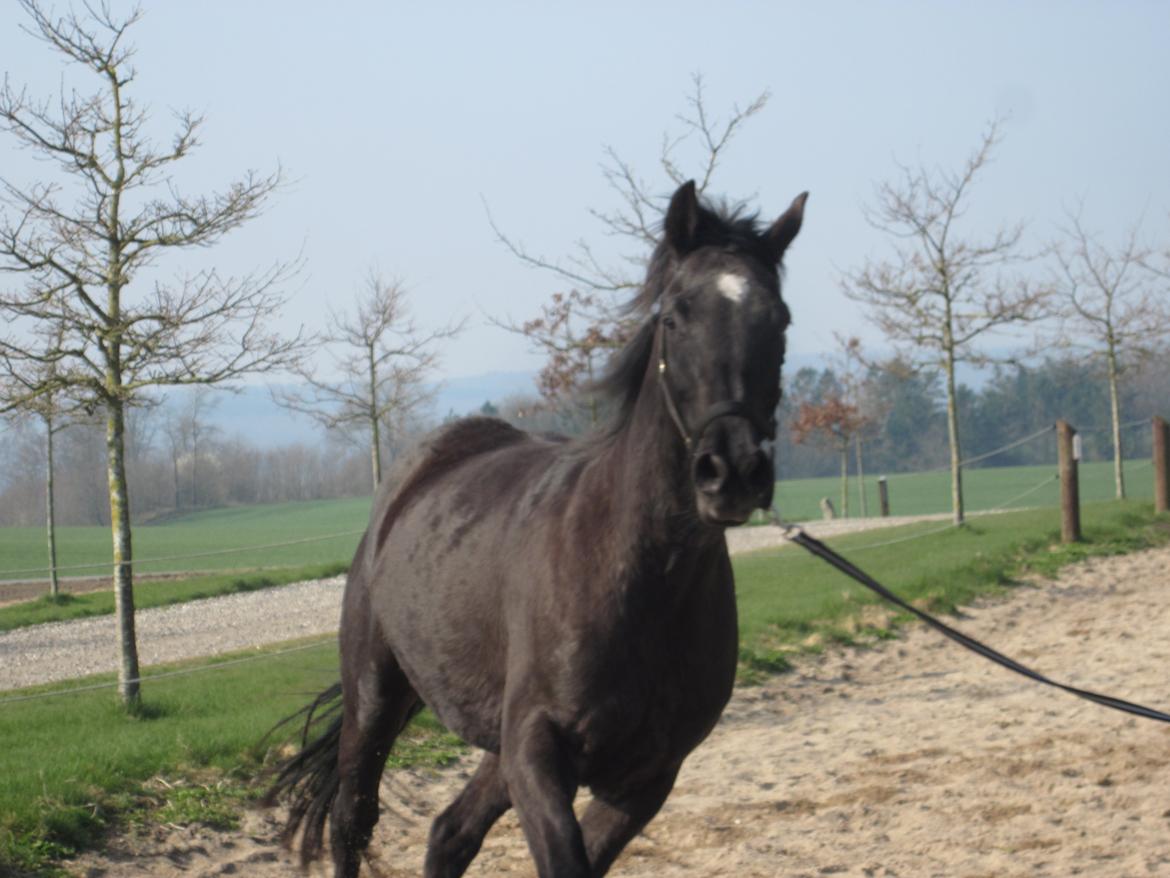 Dansk Varmblod Eleganz RDH - 30-03-2014 - første gang i longen billede 17
