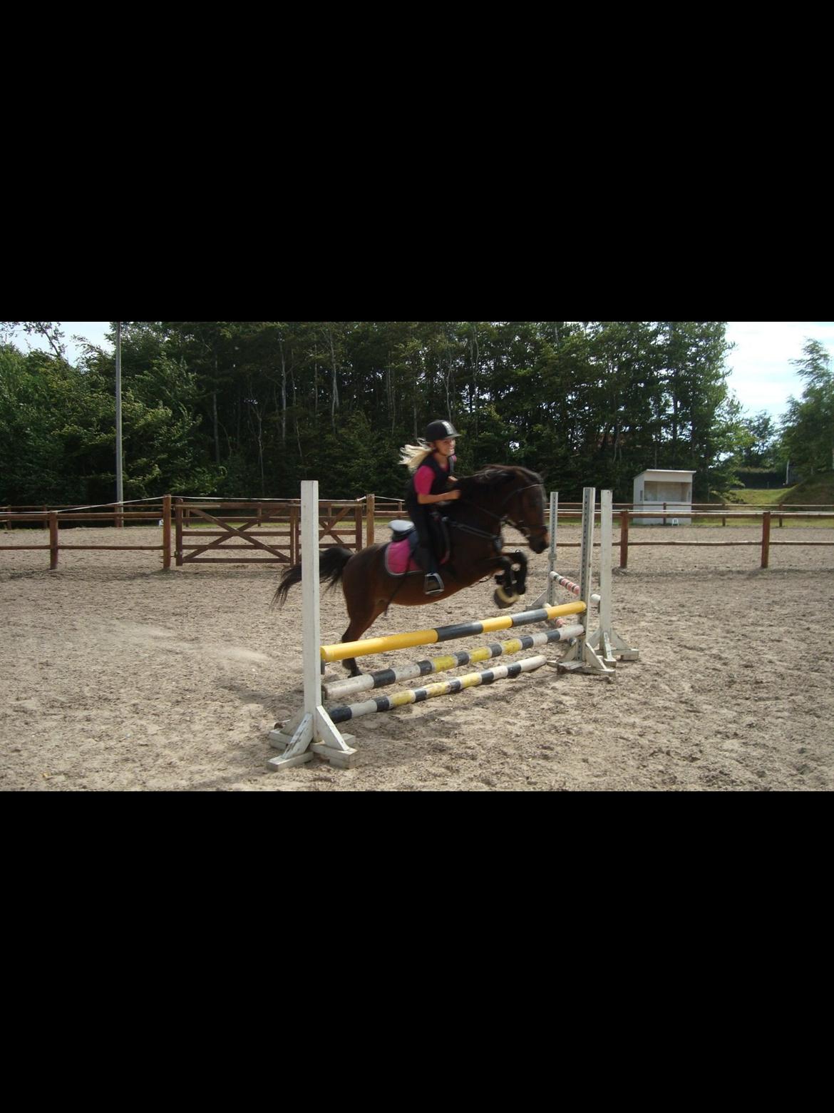 Anden særlig race Dior billede 9