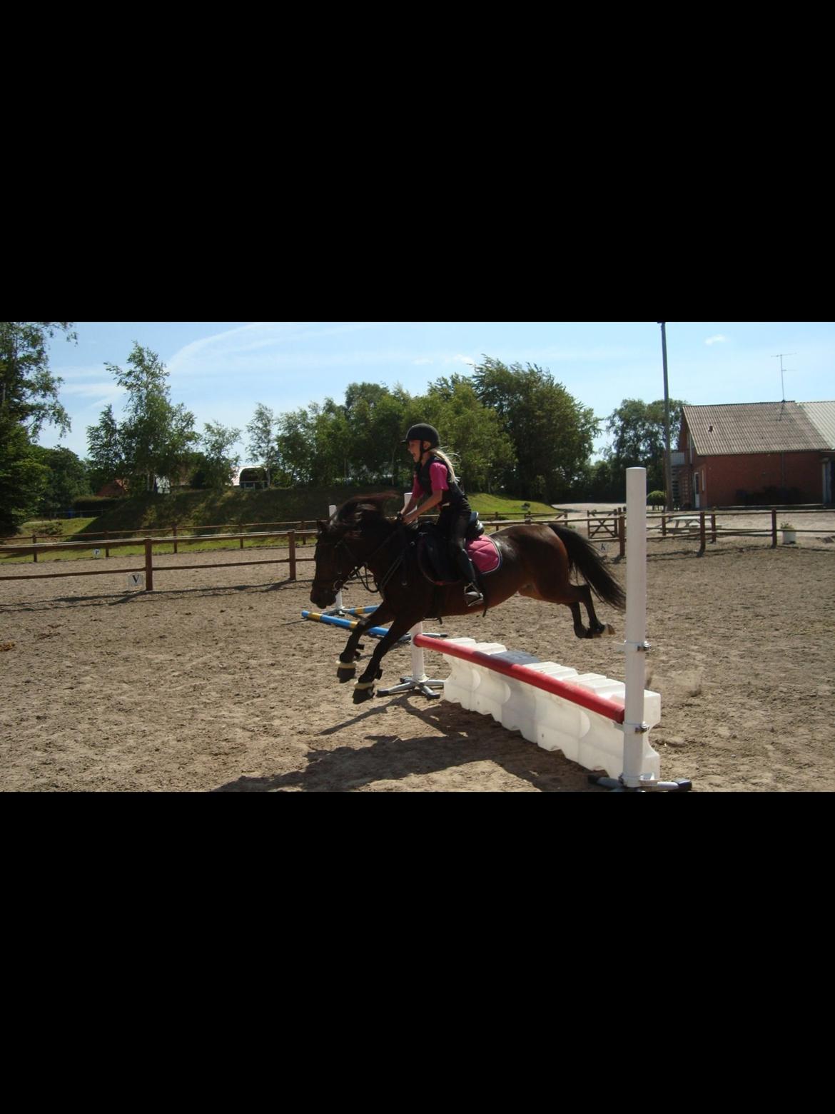 Anden særlig race Dior billede 10