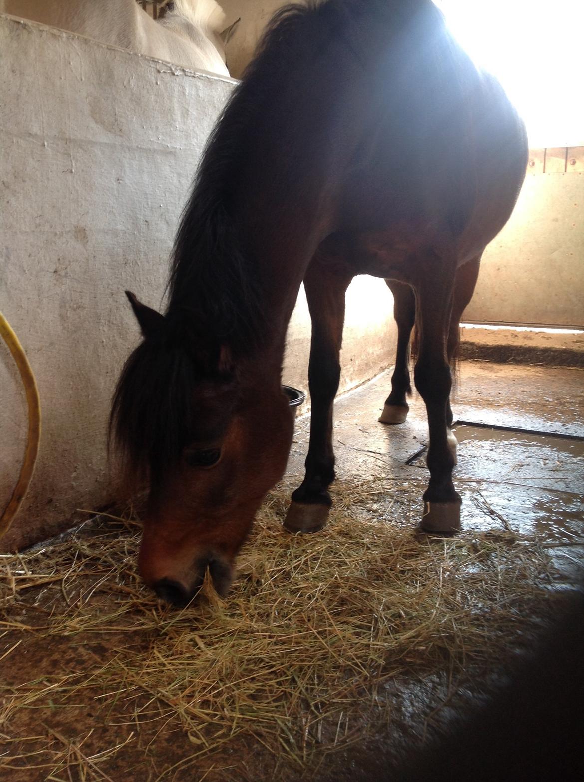 Anden særlig race Dior billede 11