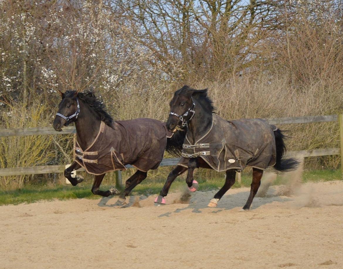 Anden særlig race Pony Gammelby <3 billede 19