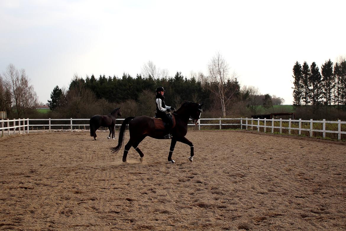 Dansk Varmblod Sant Jordi´s Mccoy, B-Hest billede 20