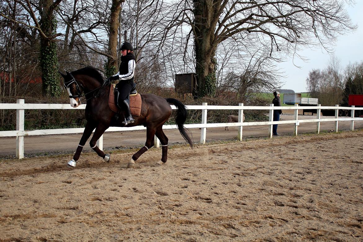 Dansk Varmblod Sant Jordi´s Mccoy, B-Hest billede 36