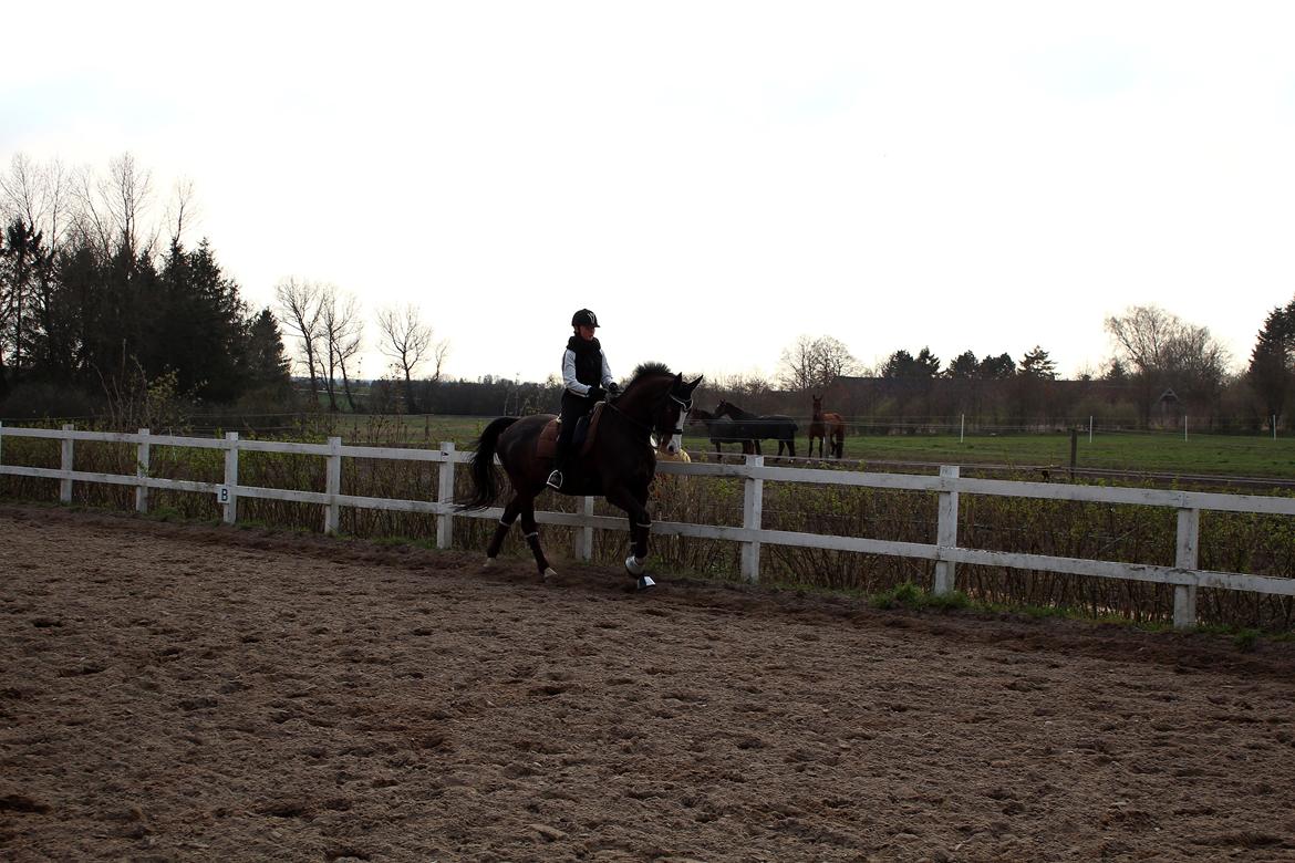 Dansk Varmblod Sant Jordi´s Mccoy, B-Hest billede 32