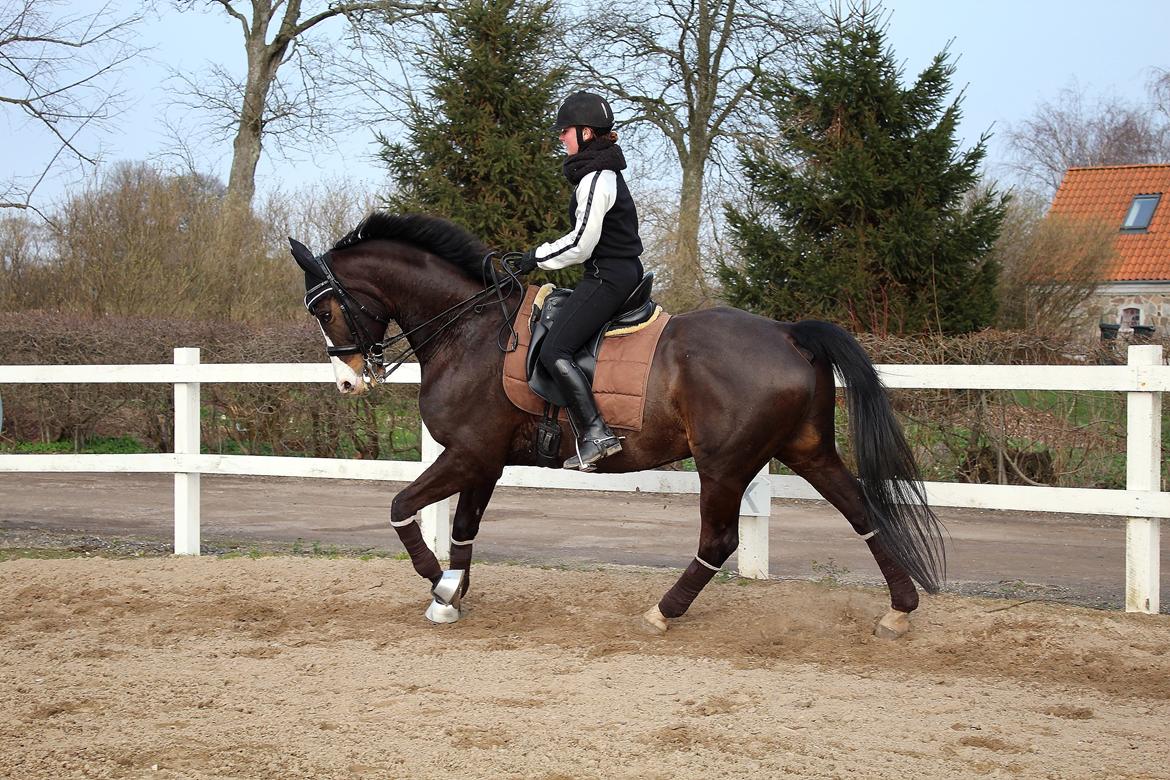 Dansk Varmblod Sant Jordi´s Mccoy, B-Hest billede 22