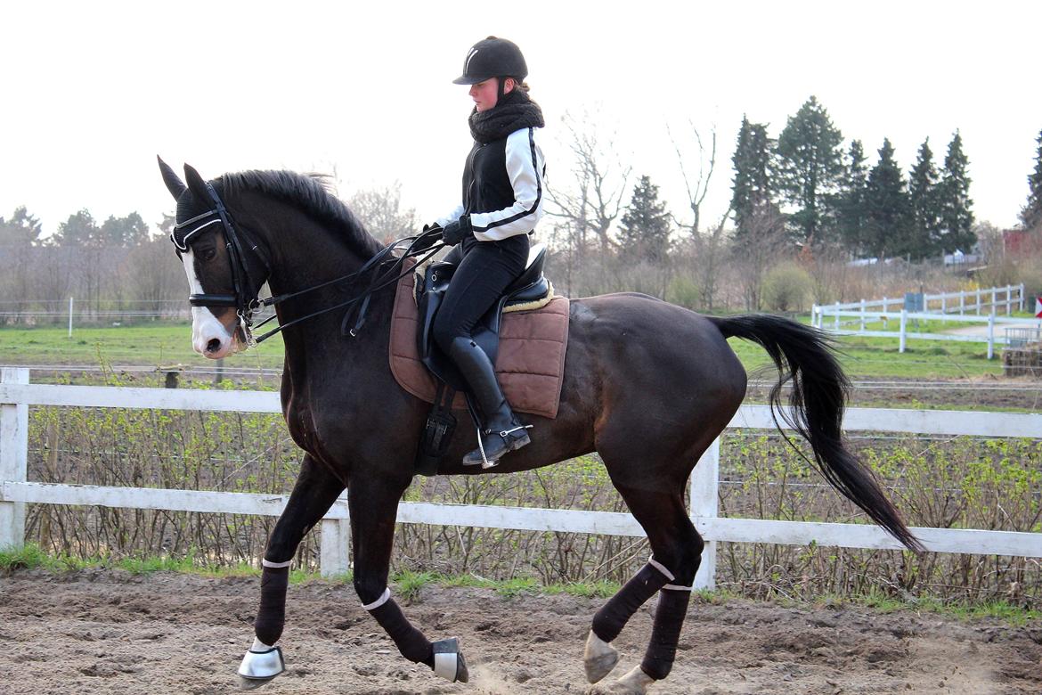 Dansk Varmblod Sant Jordi´s Mccoy, B-Hest billede 38