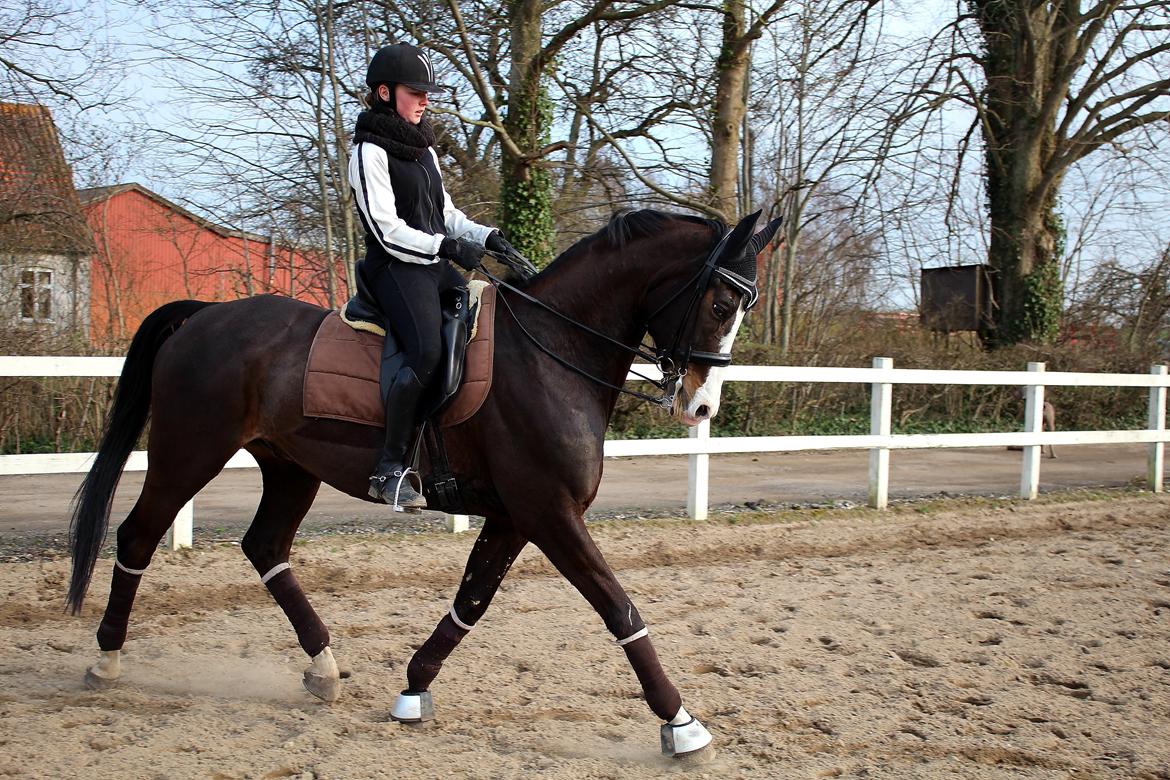 Dansk Varmblod Sant Jordi´s Mccoy, B-Hest billede 18