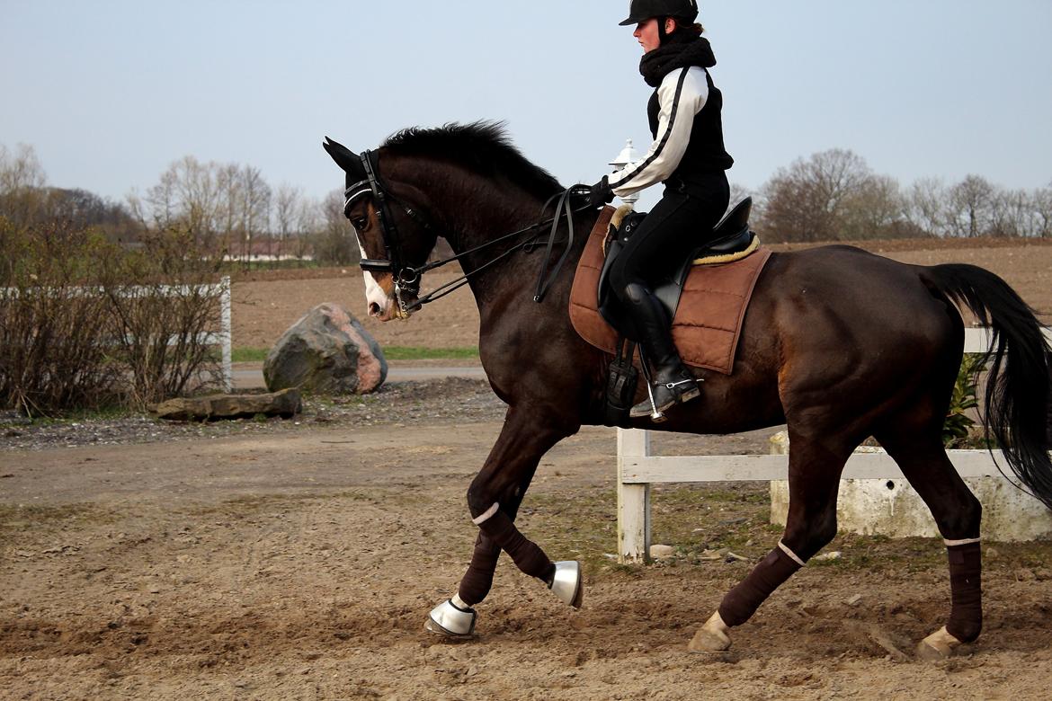 Dansk Varmblod Sant Jordi´s Mccoy, B-Hest billede 40