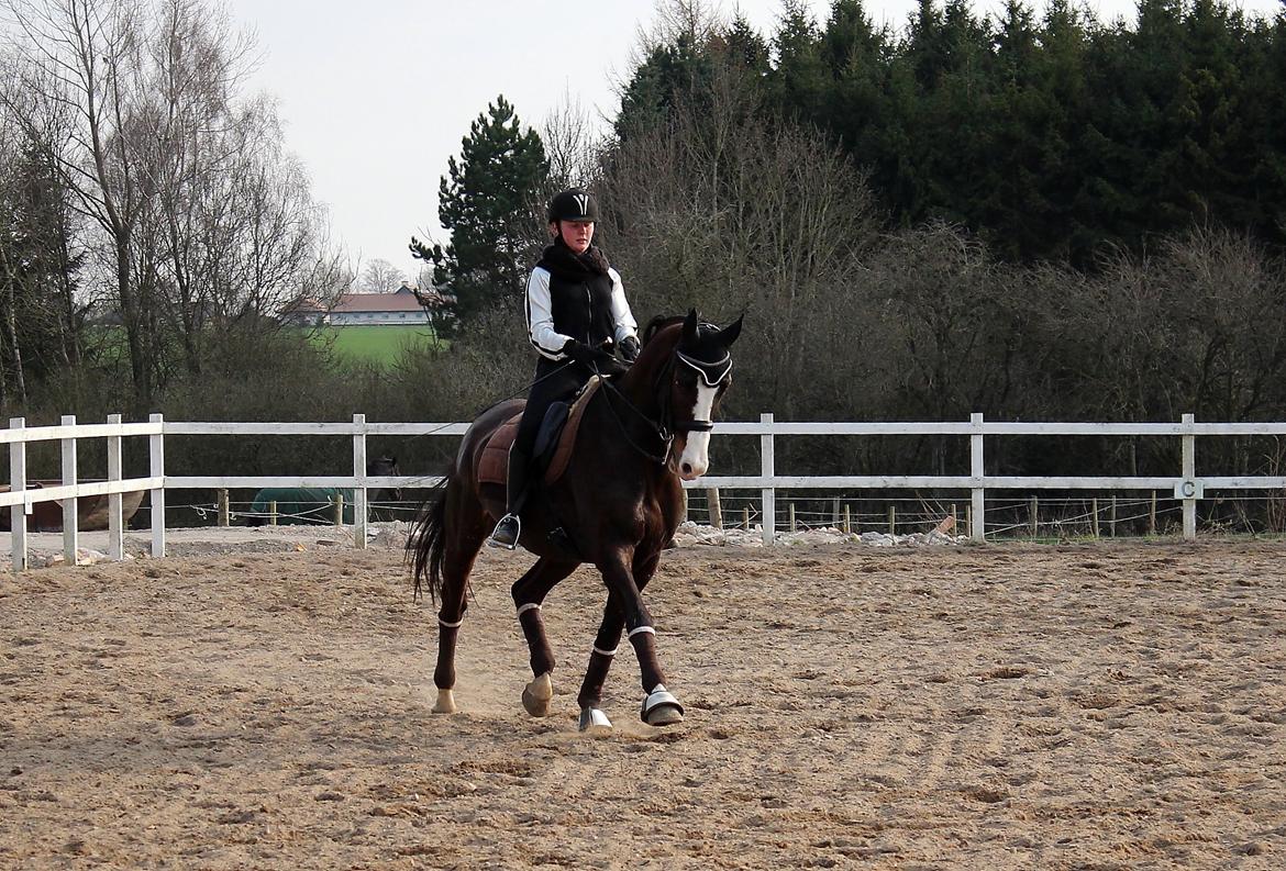 Dansk Varmblod Sant Jordi´s Mccoy, B-Hest billede 4