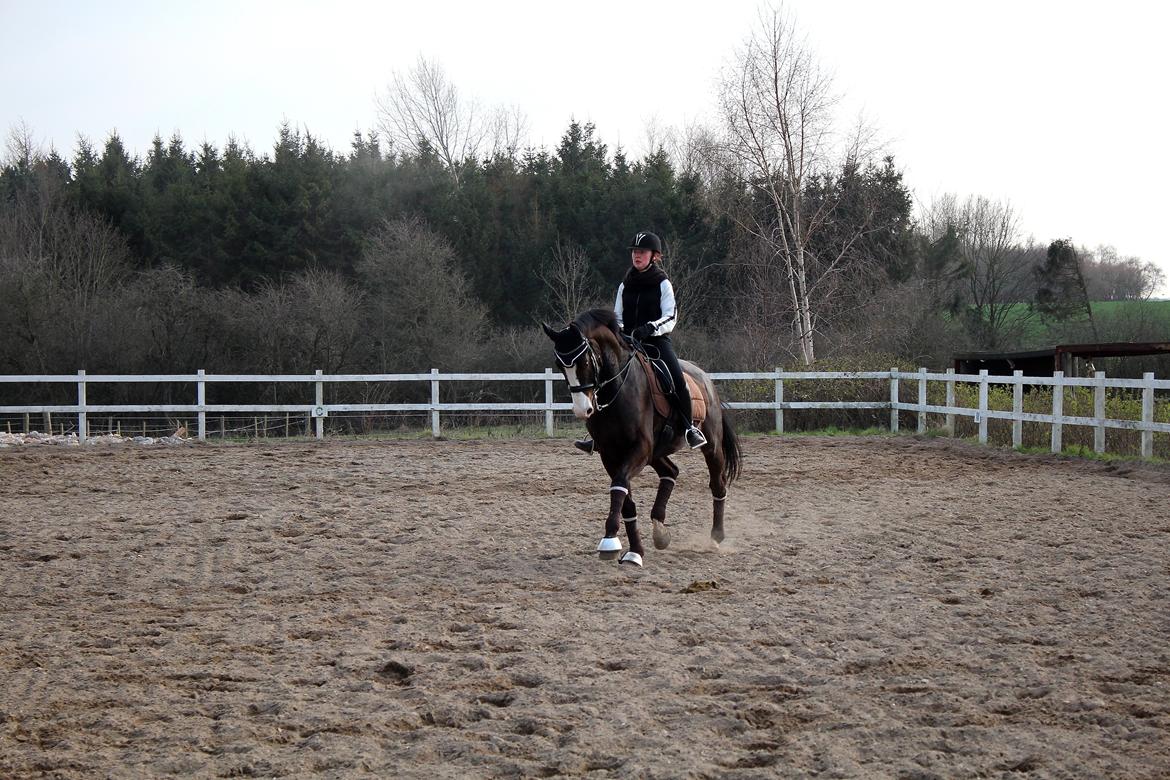 Dansk Varmblod Sant Jordi´s Mccoy, B-Hest billede 33