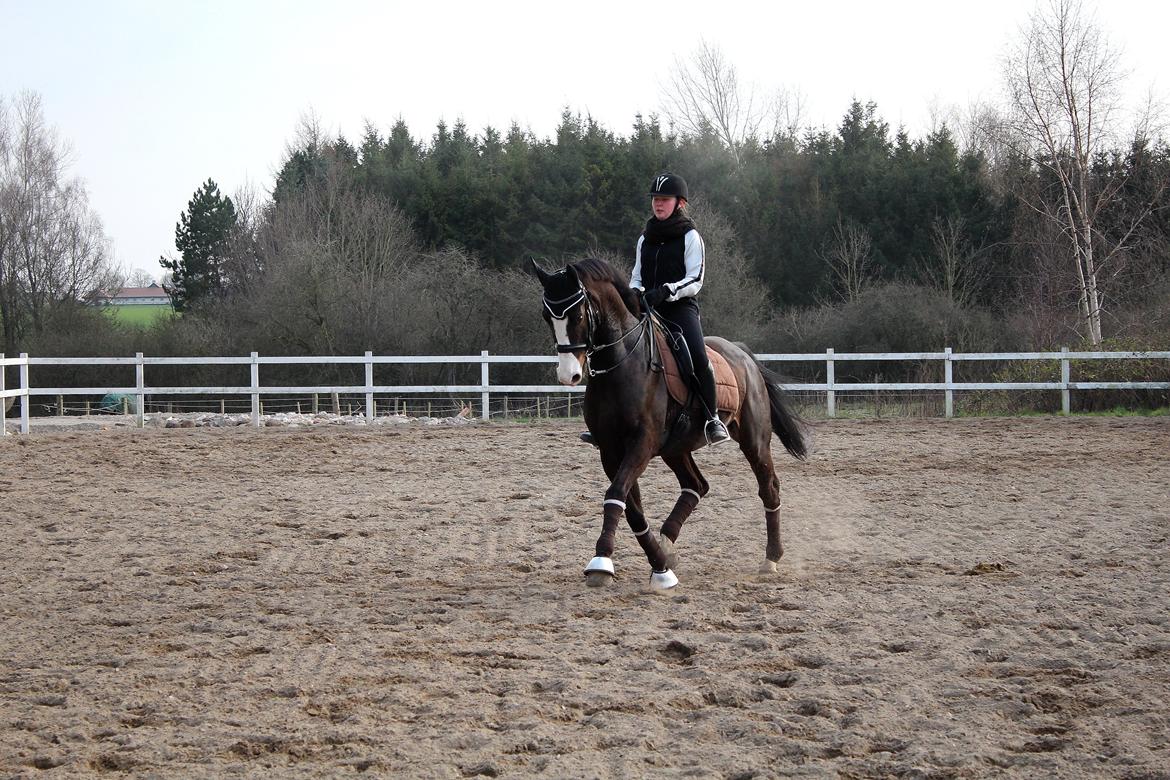 Dansk Varmblod Sant Jordi´s Mccoy, B-Hest billede 24