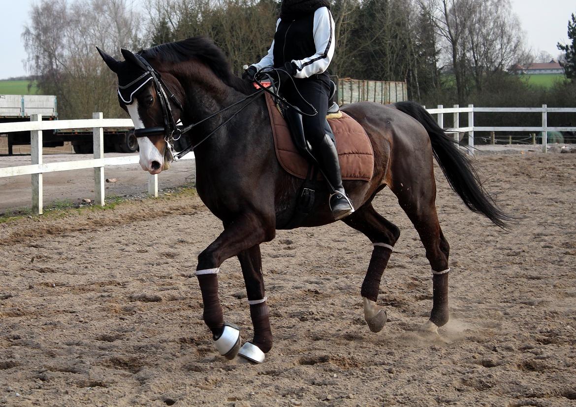 Dansk Varmblod Sant Jordi´s Mccoy, B-Hest billede 28