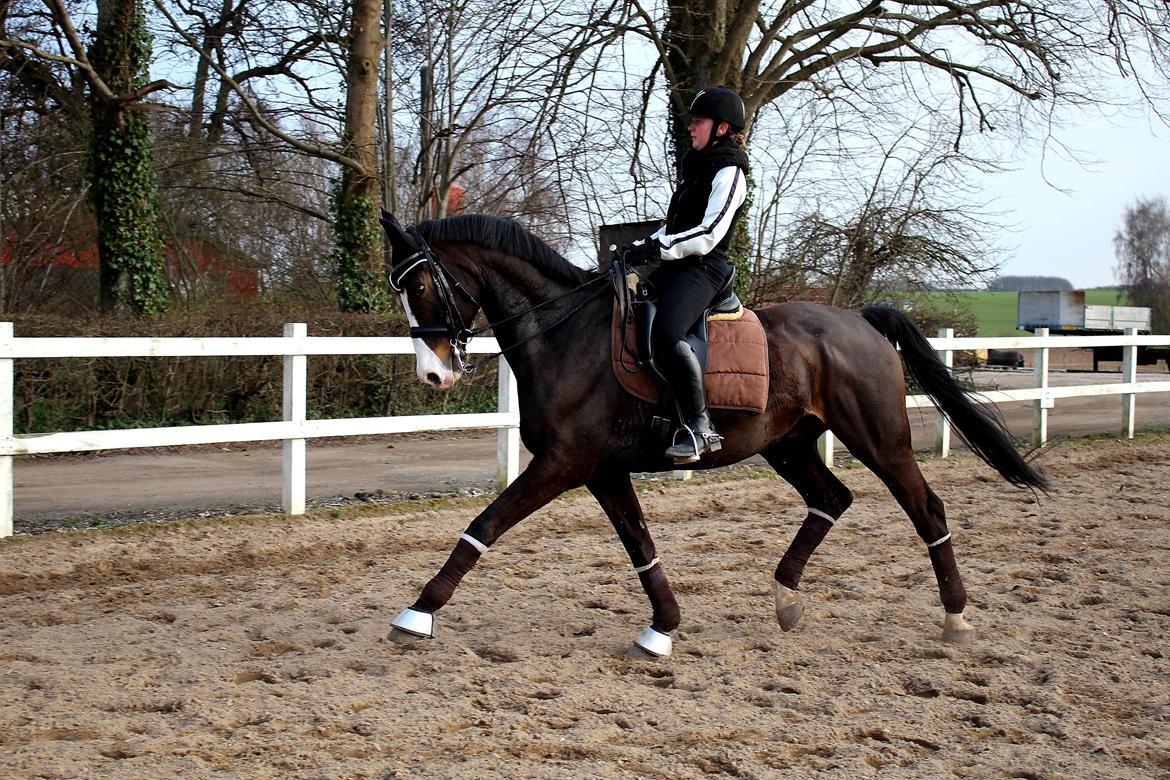 Dansk Varmblod Sant Jordi´s Mccoy, B-Hest billede 8