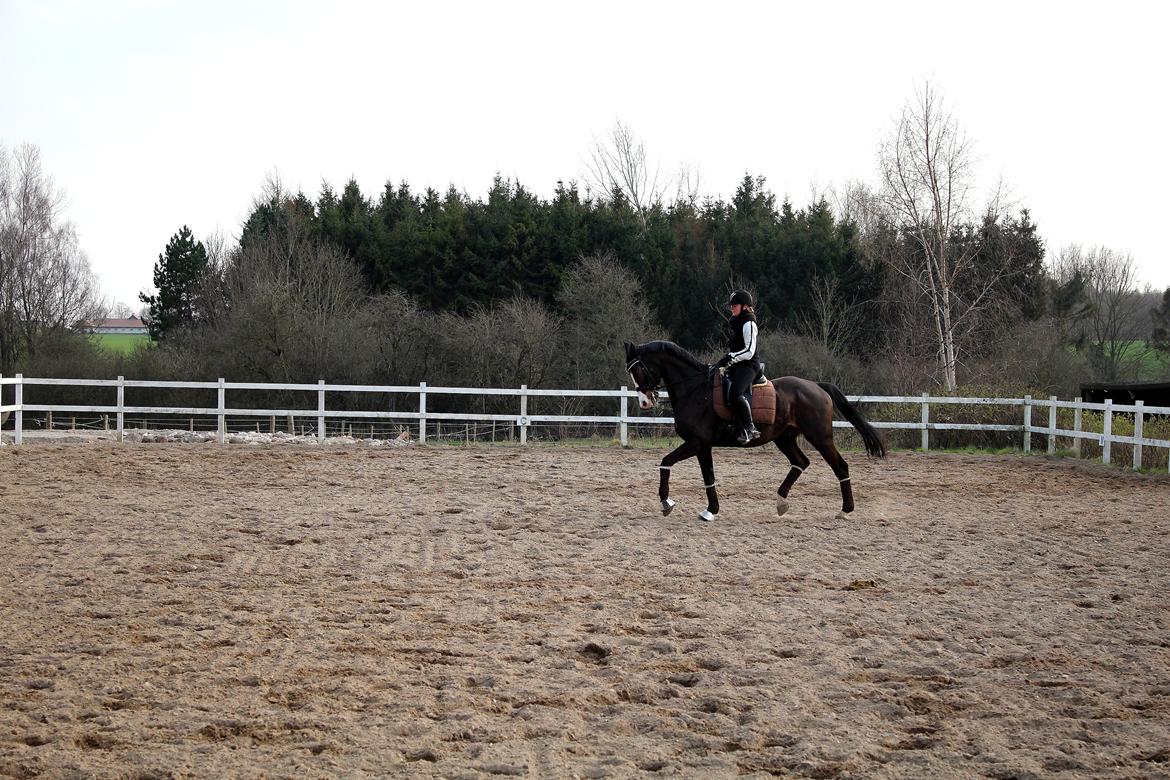 Dansk Varmblod Sant Jordi´s Mccoy, B-Hest billede 12