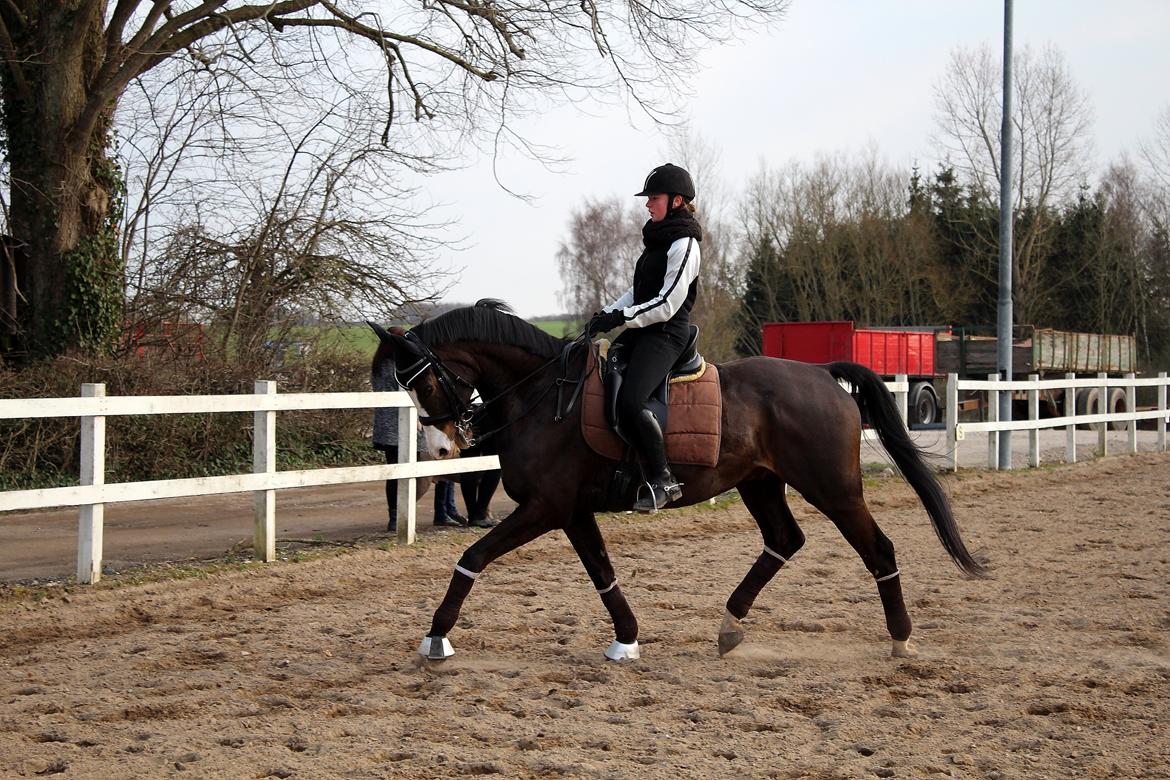 Dansk Varmblod Sant Jordi´s Mccoy, B-Hest billede 42