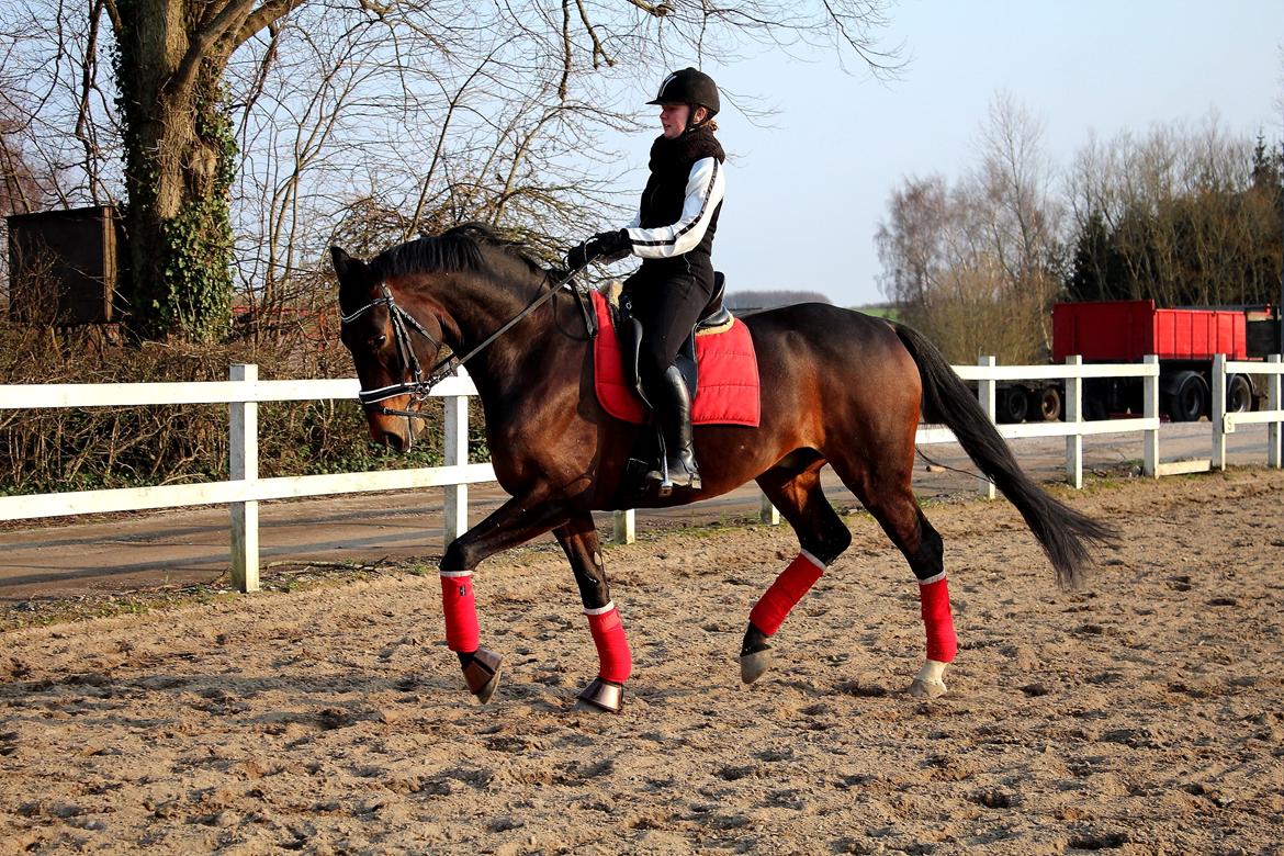 Dansk Varmblod Shepro Hit billede 3