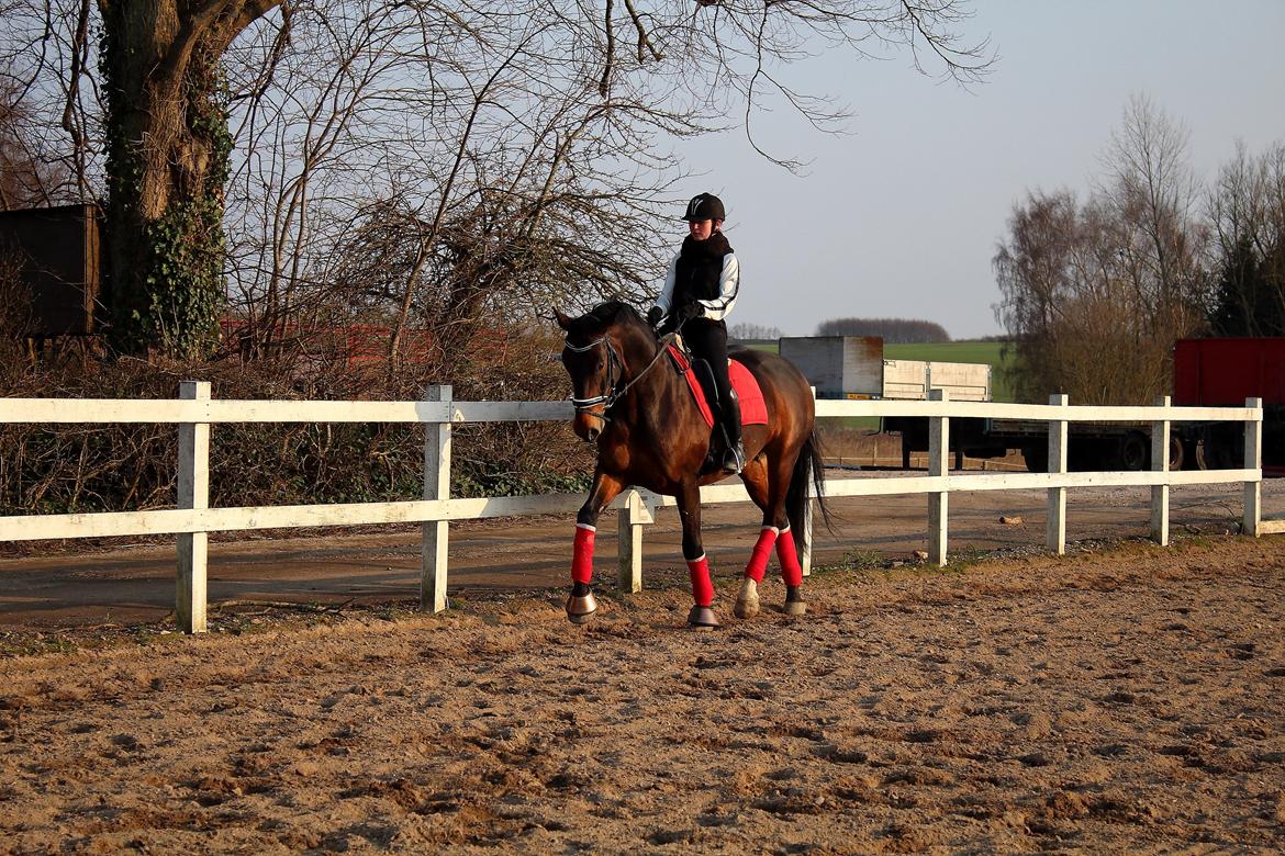 Dansk Varmblod Shepro Hit billede 45