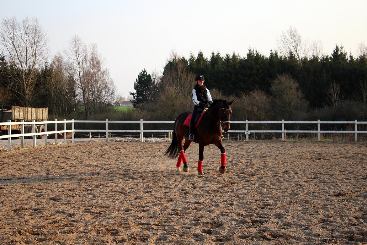 Dansk Varmblod Shepro Hit billede 38