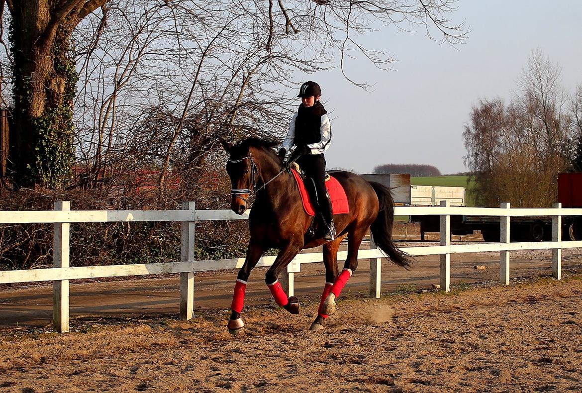 Dansk Varmblod Shepro Hit billede 36