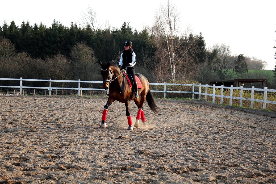 Dansk Varmblod Shepro Hit billede 33