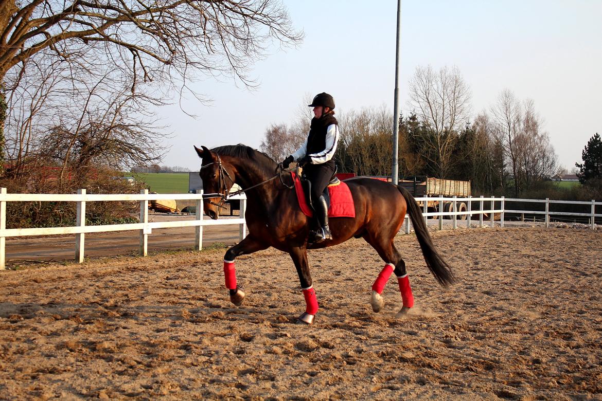 Dansk Varmblod Shepro Hit billede 31