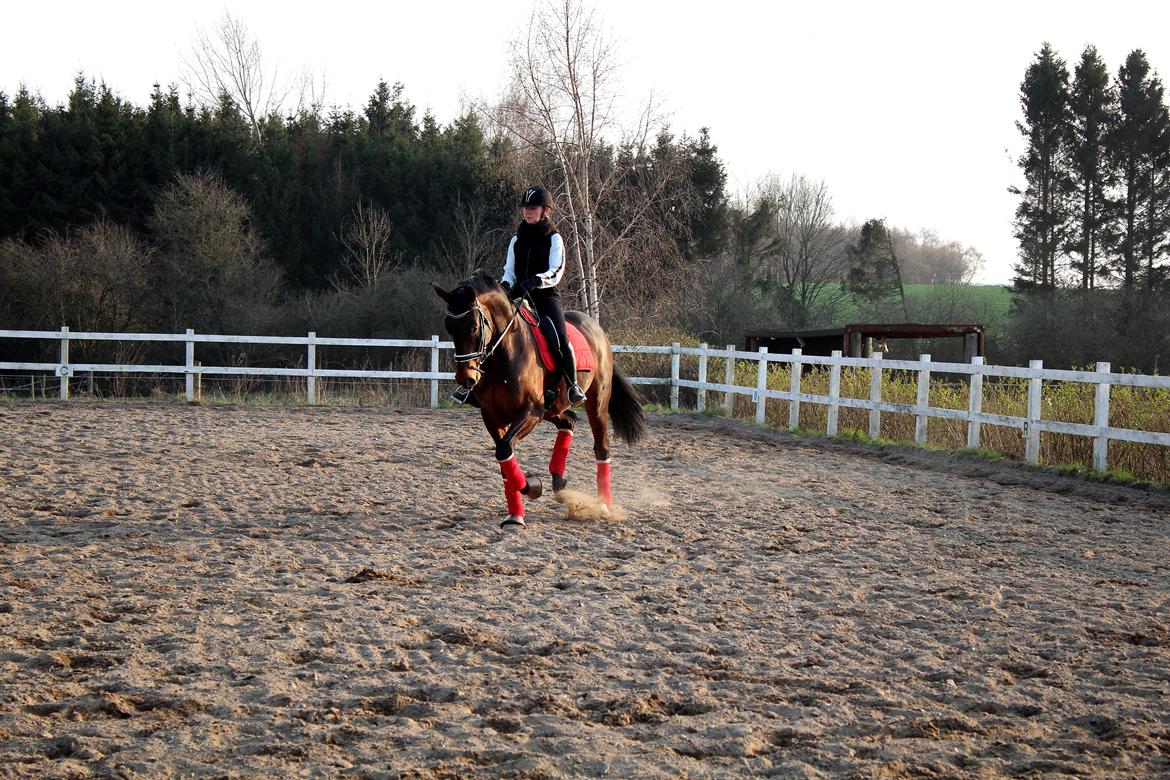 Dansk Varmblod Shepro Hit billede 50