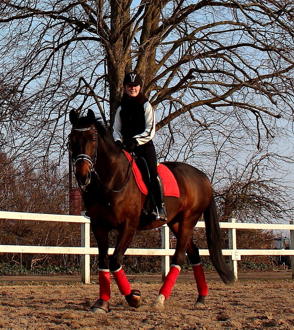 Dansk Varmblod Shepro Hit billede 7