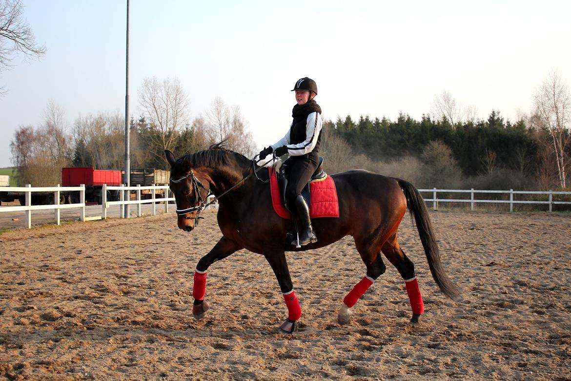 Dansk Varmblod Shepro Hit billede 26