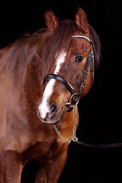 DSP Firhøjs Papillon billede 9