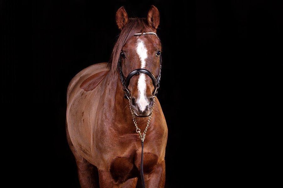 DSP Firhøjs Papillon billede 10