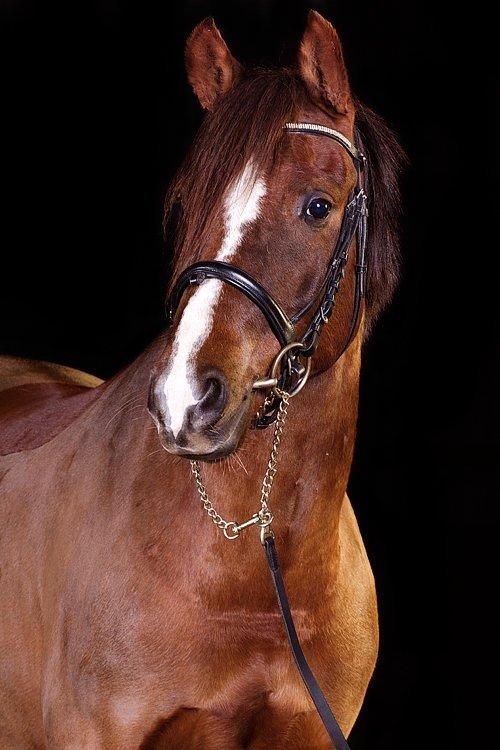 DSP Firhøjs Papillon billede 11