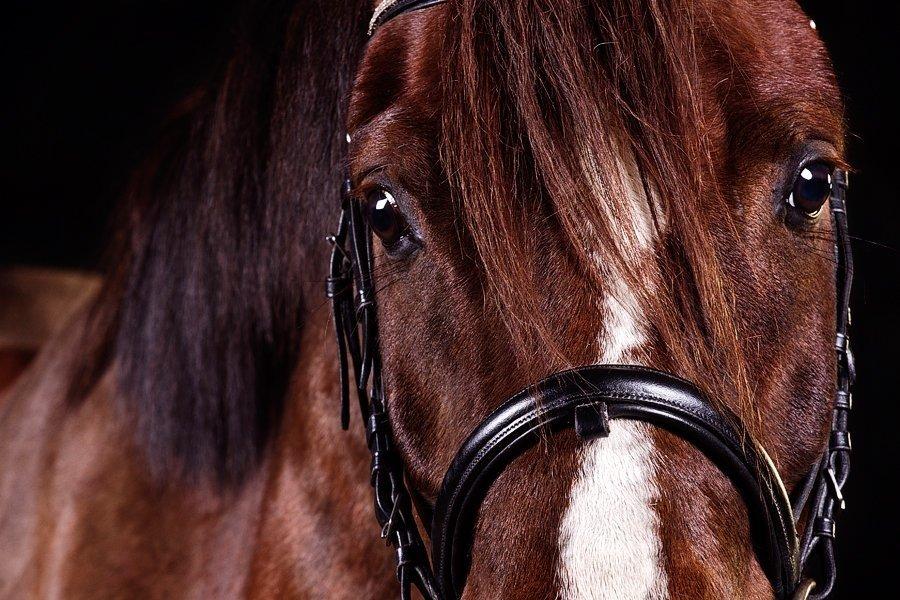 DSP Firhøjs Papillon billede 12