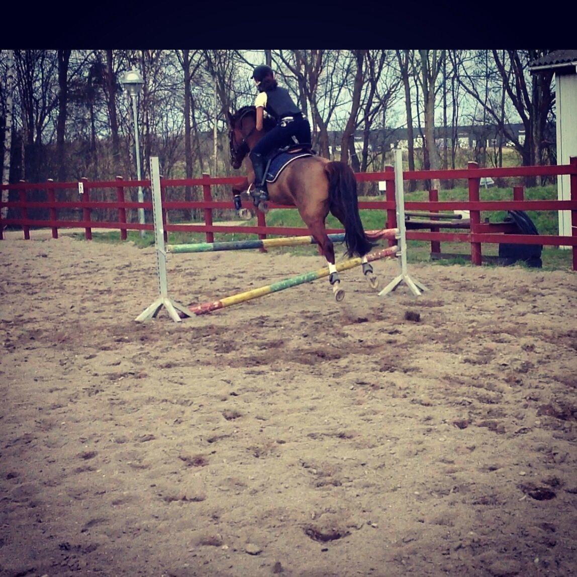 DSP Firhøjs Papillon billede 13