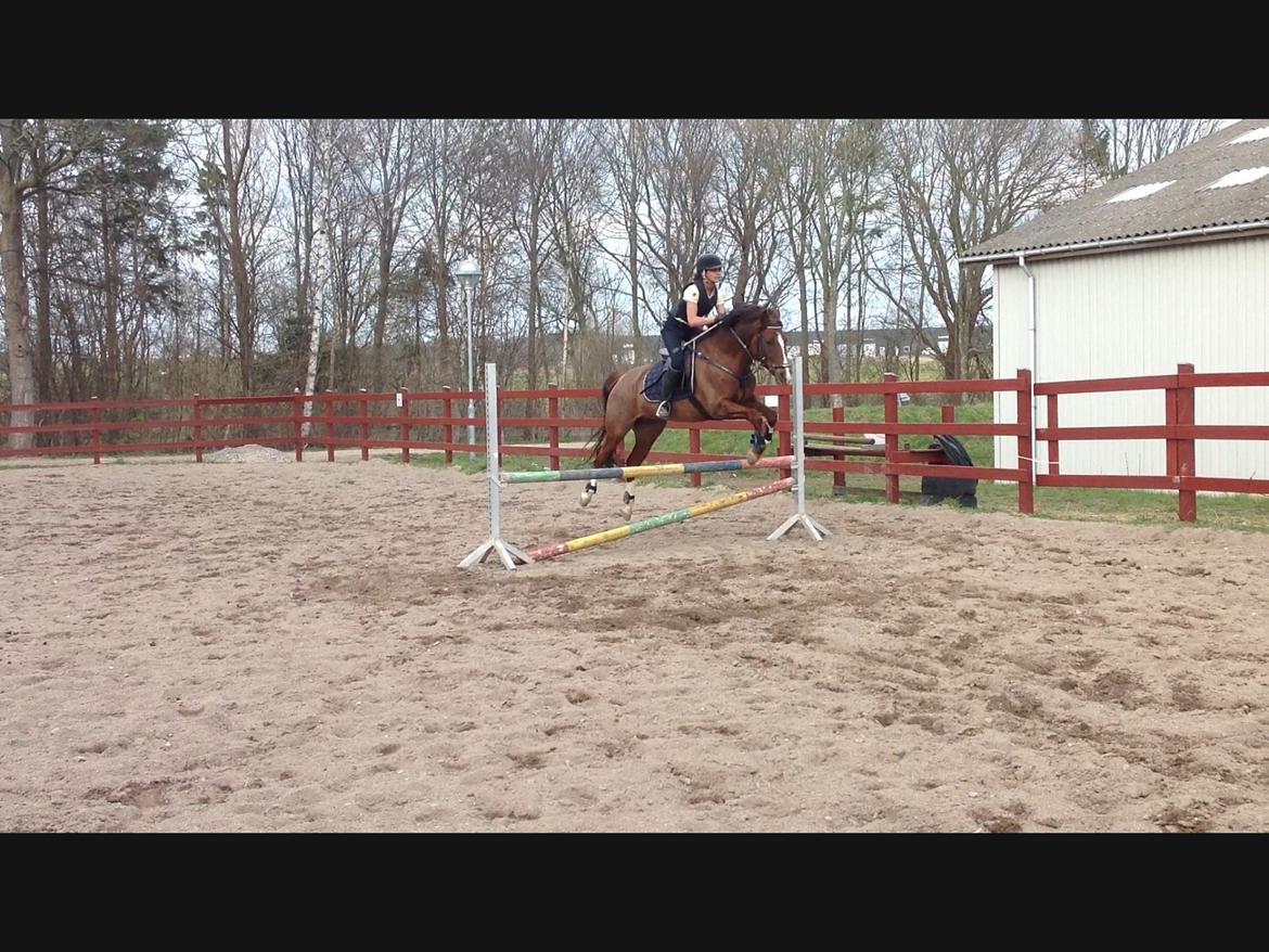 DSP Firhøjs Papillon billede 14