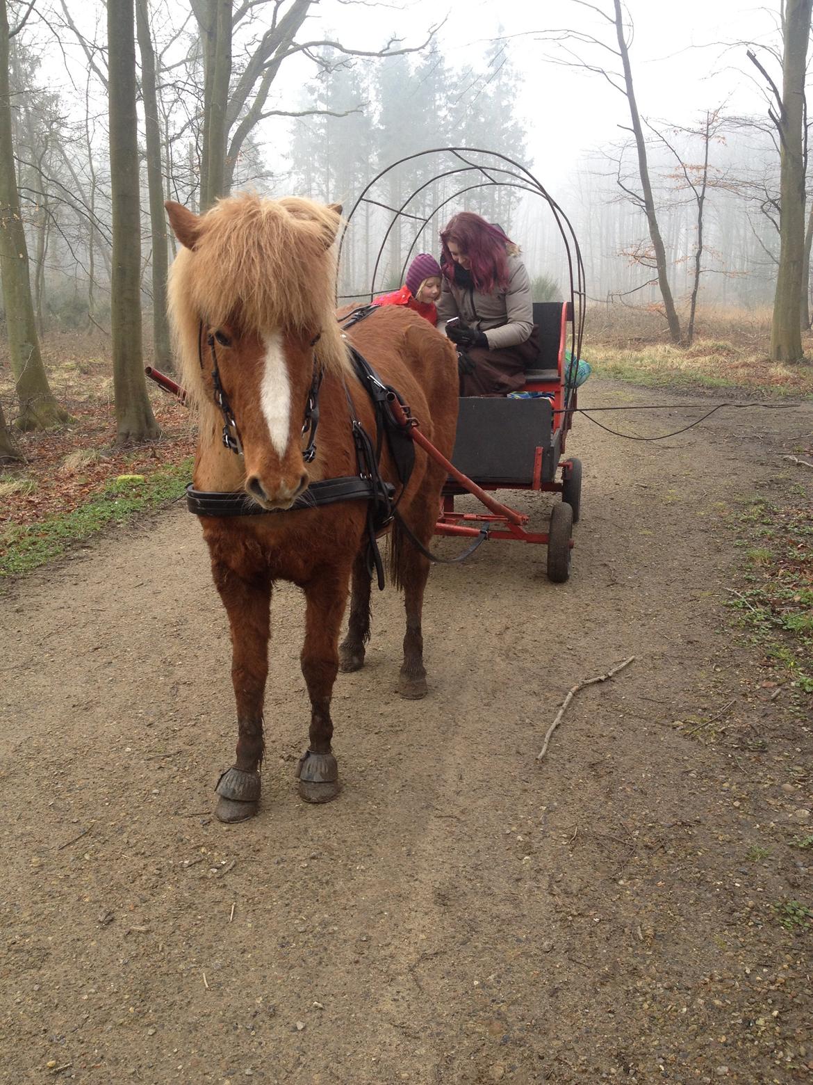Islænder Idun fra Dynt - Nu også for vogn billede 18