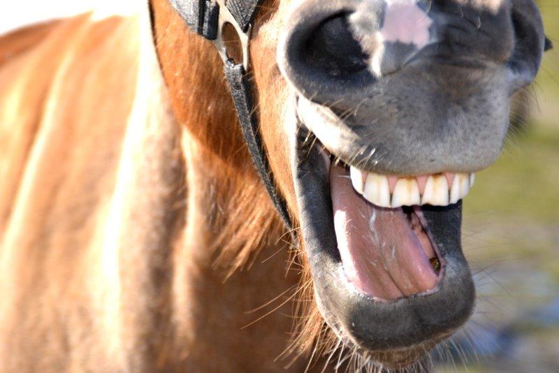 Pinto PRINS KASHMIR billede 9