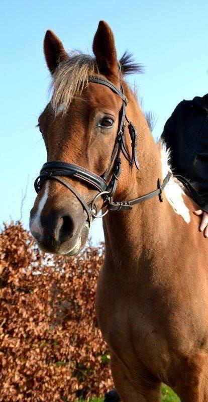 Pinto PRINS KASHMIR billede 8