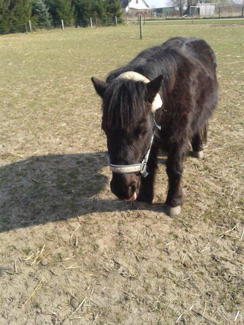 Shetlænder ~Tøsen~ min lille madonna<3 - så er man træt efter lang trænings dag:) billede 1
