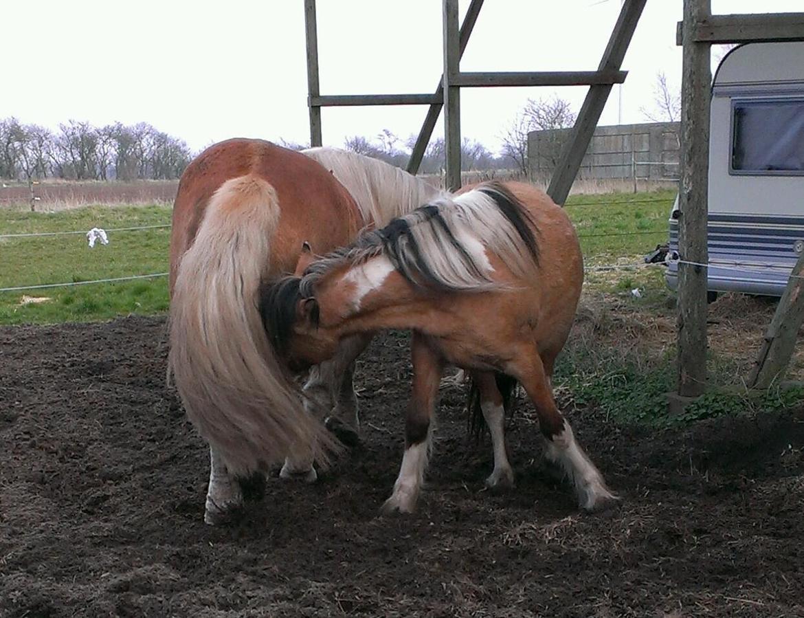 Anden særlig race Cody . - Haps :-) . billede 9